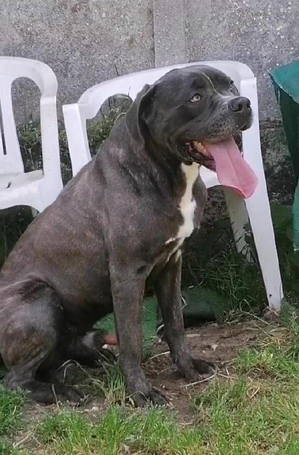 🆘 URGENTE – GOLIA CERCA CASA! 🆘 Foto 8